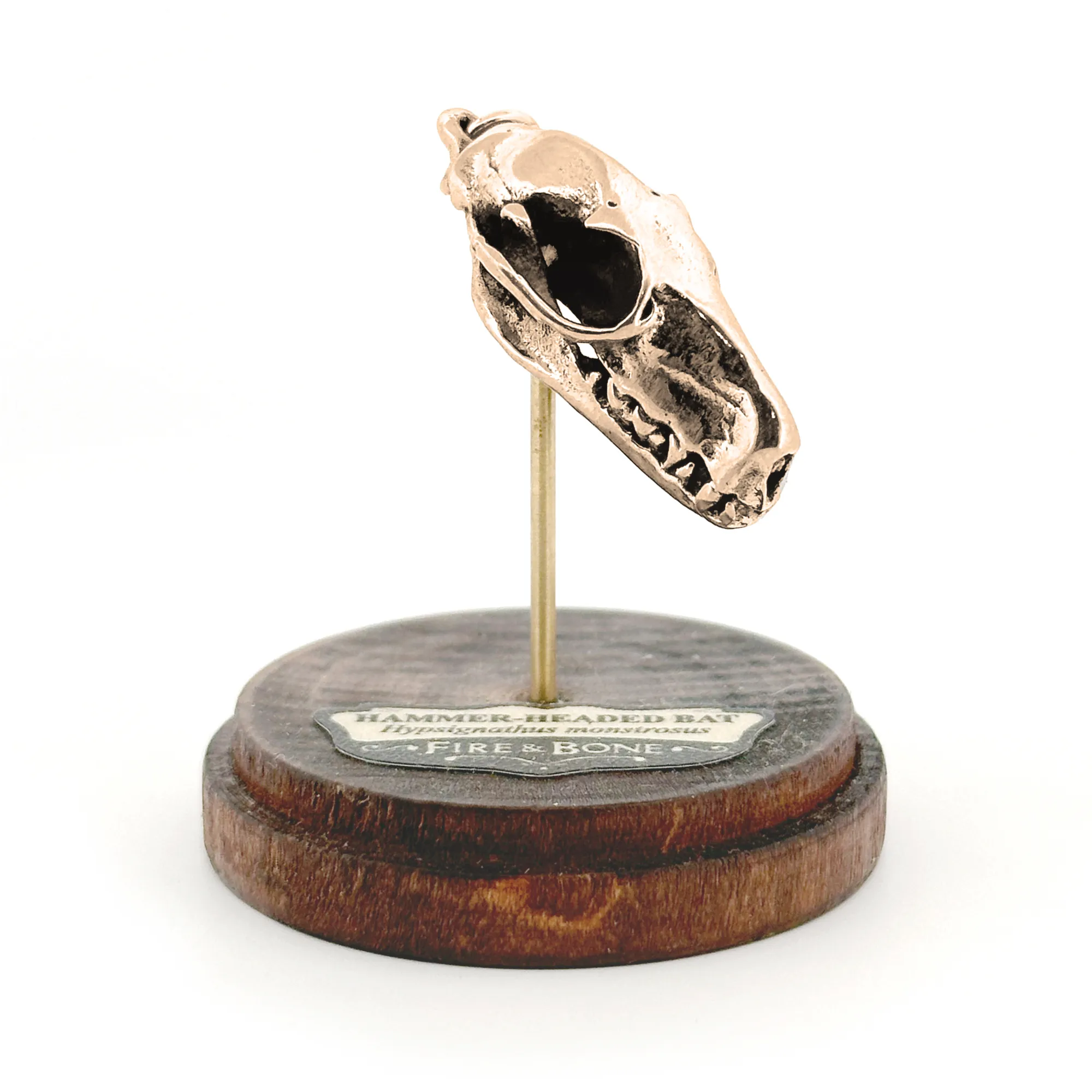Hammer-Headed Bat