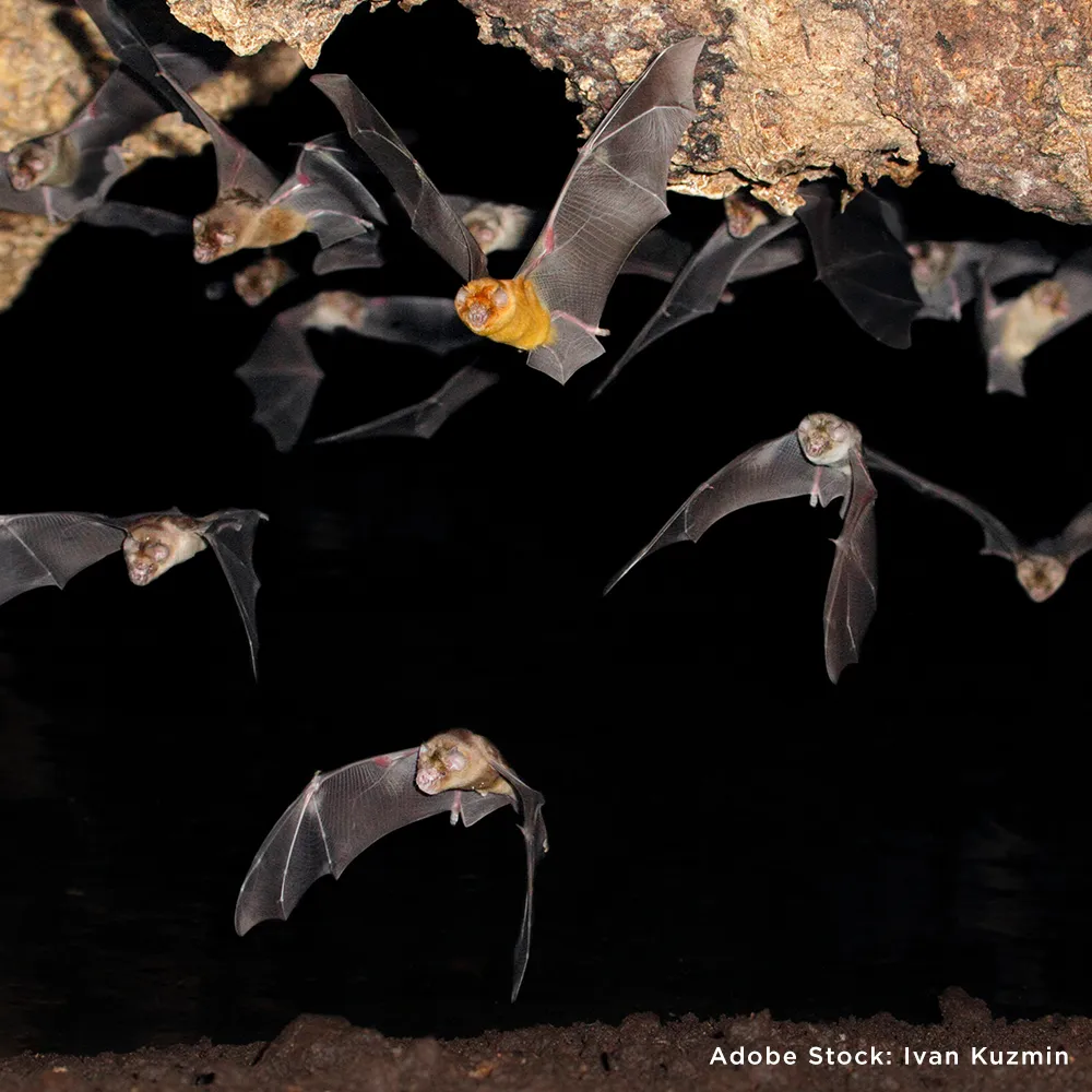 Project Peril: Help Save the Bat